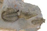 Triple Erbenochile Trilobite Association - Foum Zguid, Morocco #381177-19